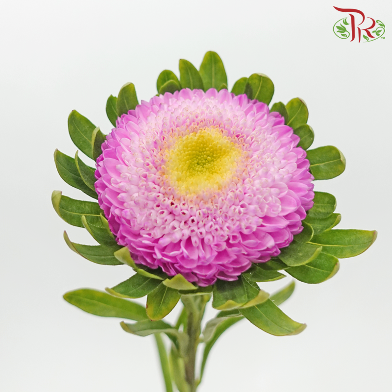 Aster - Pink (10 Stems) - Pudu Ria Florist
