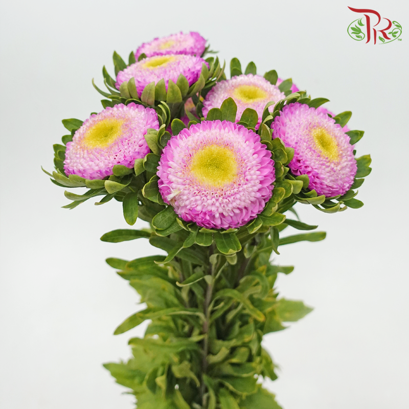 Aster - Pink (10 Stems) - Pudu Ria Florist