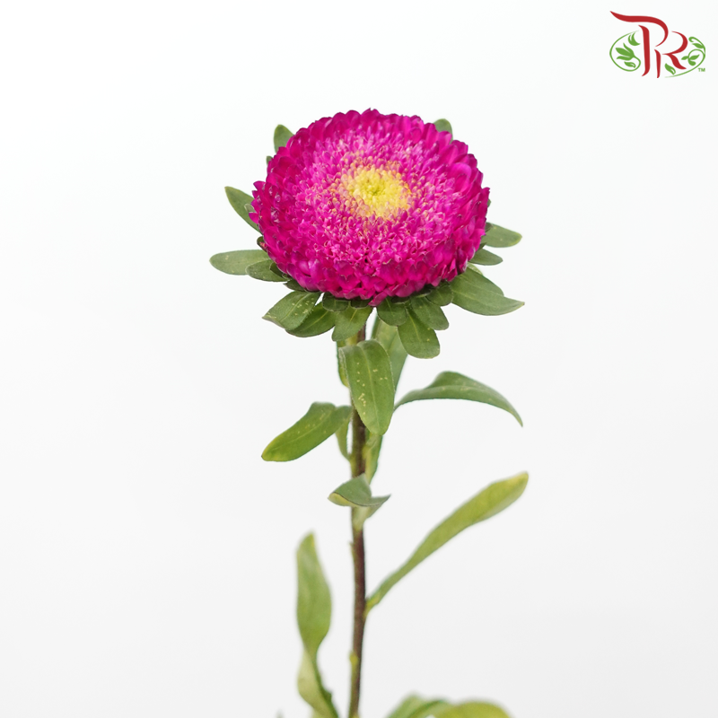 Aster《翠菊》