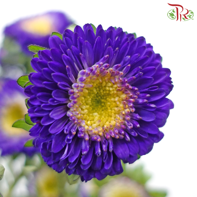 Aster《翠菊》