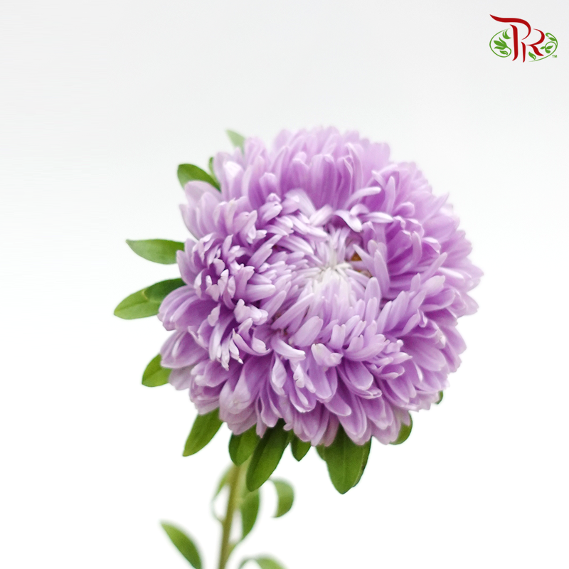 Aster - Purple (5 stems) - Pudu Ria Florist