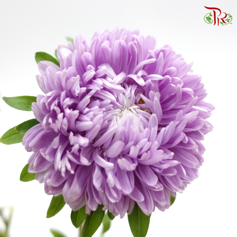 Aster - Purple (5 stems) - Pudu Ria Florist