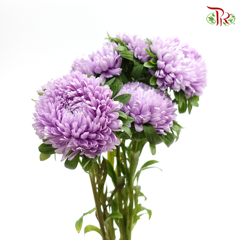 Aster - Purple (5 stems) - Pudu Ria Florist