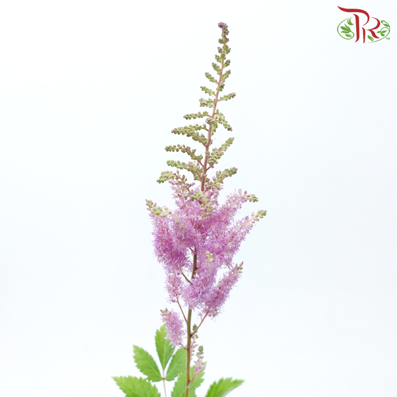 Astilbe《落新妇》