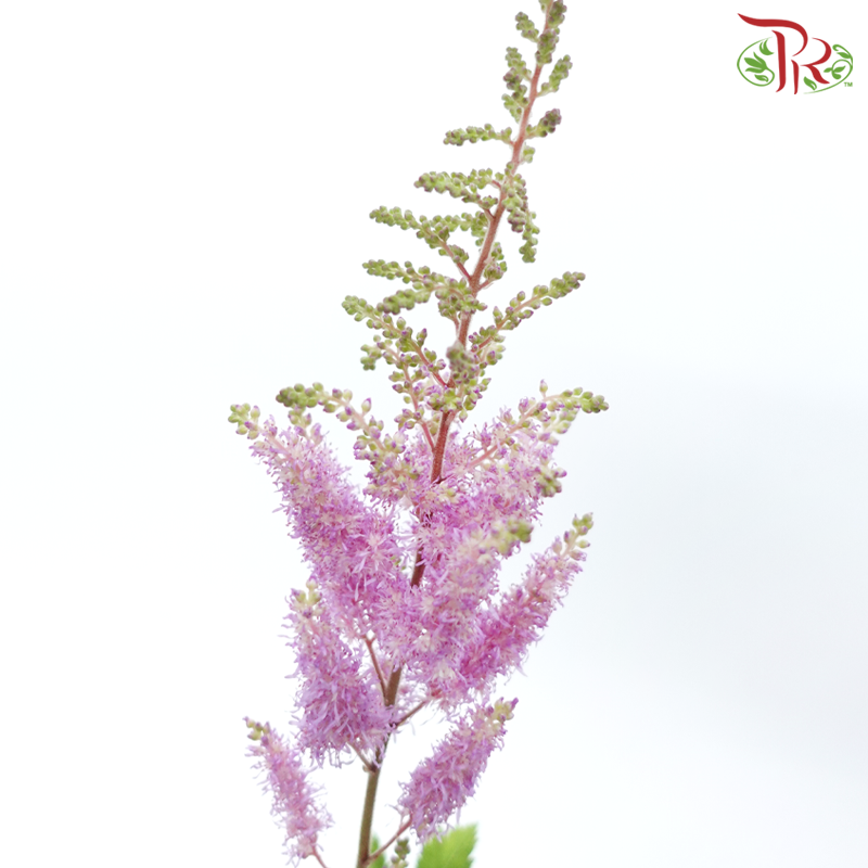 Astilbe《落新妇》