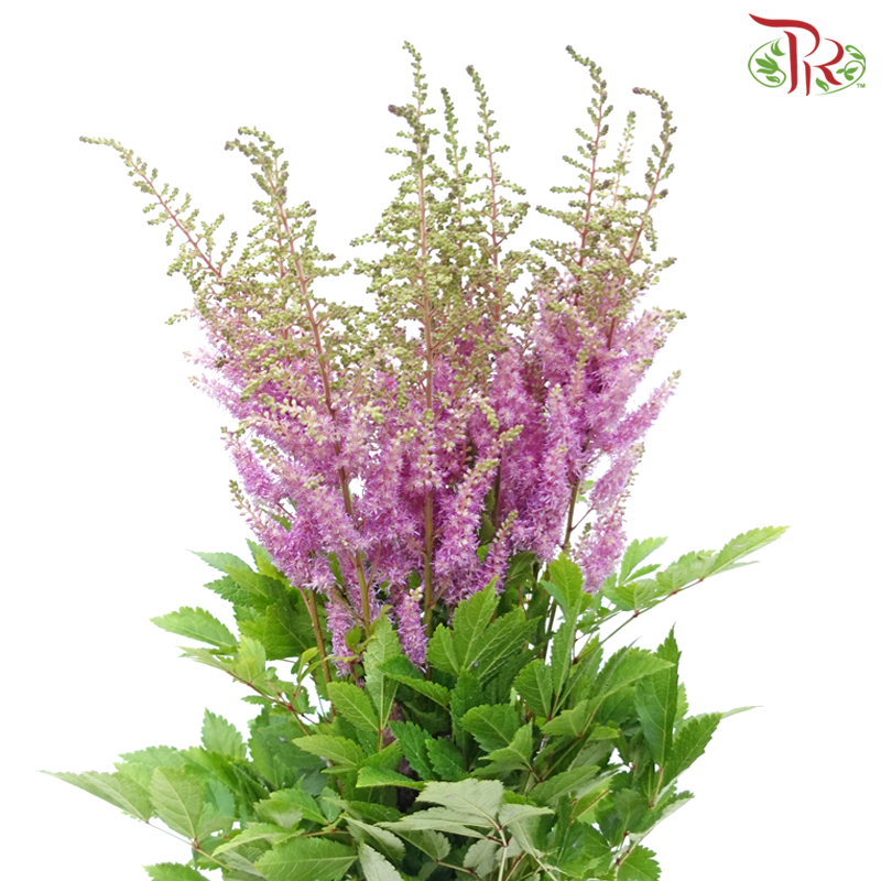 Astilbe《落新妇》