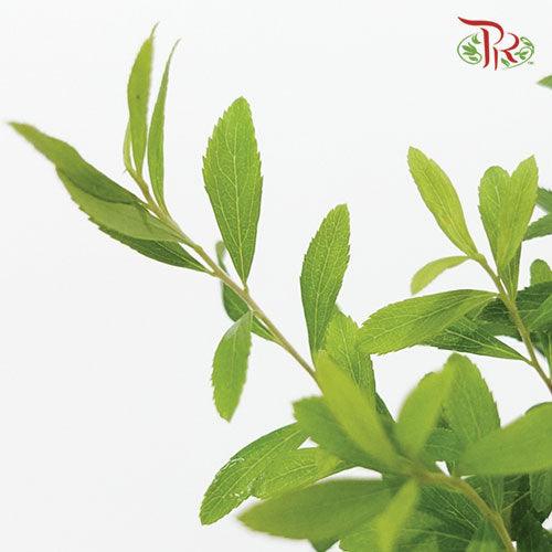 Epilobium - (3 Stems) - Pudu Ria Florist