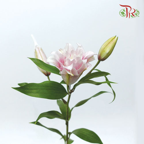 Rose Lily - Pink (5 Stems) - Pudu Ria Florist