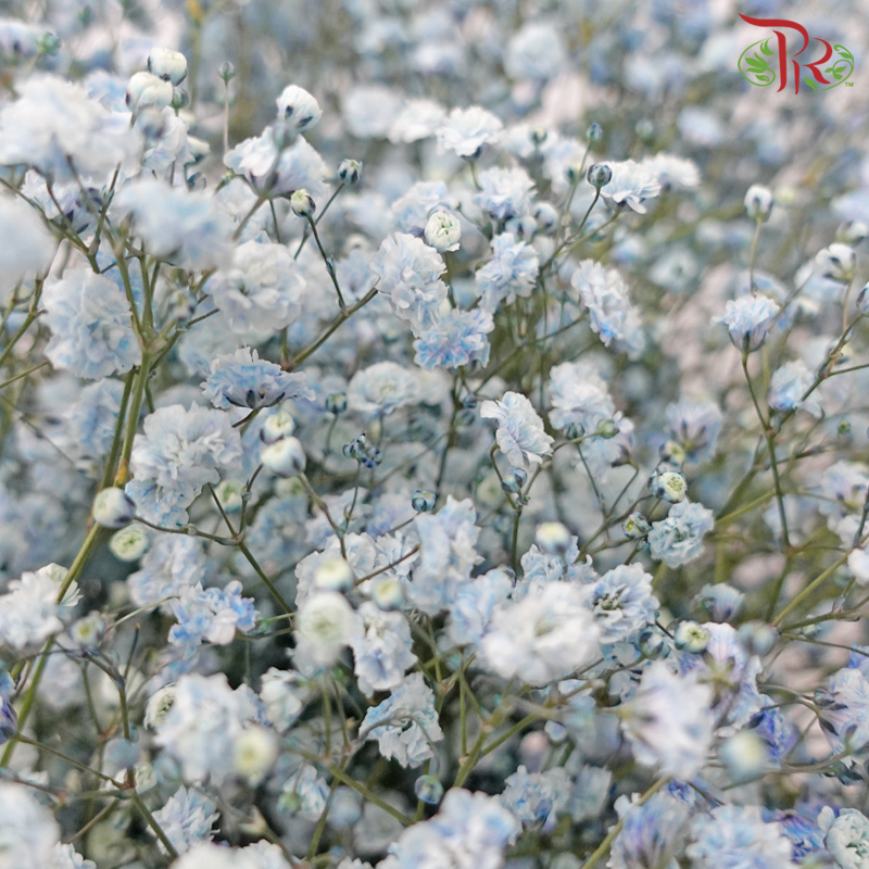 F'Sani Baby's Breath Dyed