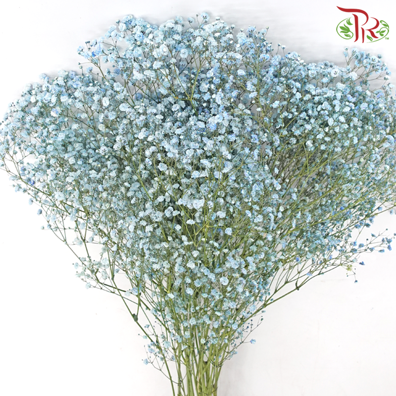 F'Sani Baby's Breath Dyed