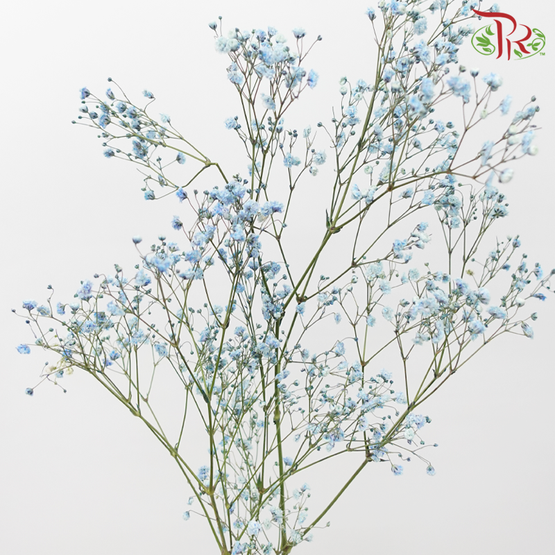 F'Sani Baby's Breath Dyed