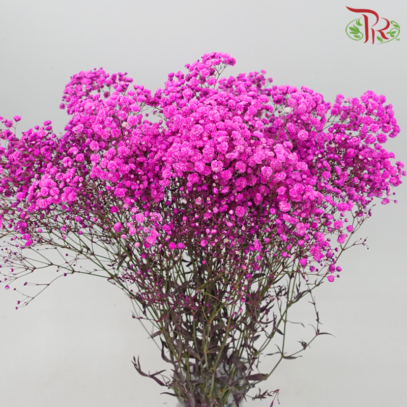 Baby's Breath Dyed - Hot Cherry Pink (0.4 -0.5kg) - Pudu Ria Florist