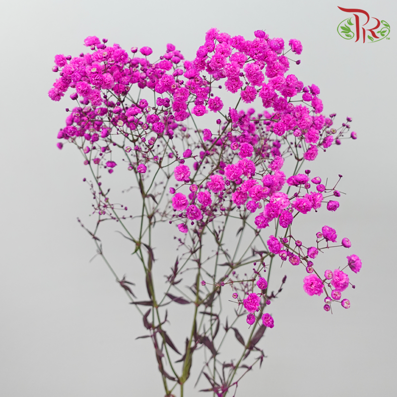 Baby's Breath Dyed - Hot Cherry Pink (0.4 -0.5kg) - Pudu Ria Florist