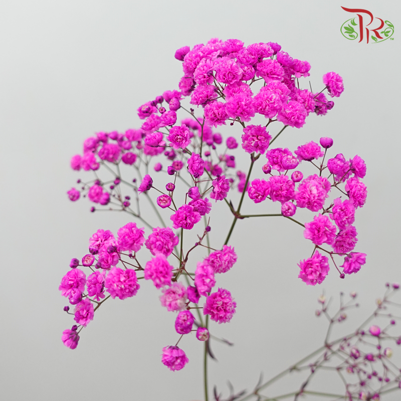 Baby's Breath Dyed - Hot Cherry Pink (0.4 -0.5kg) - Pudu Ria Florist
