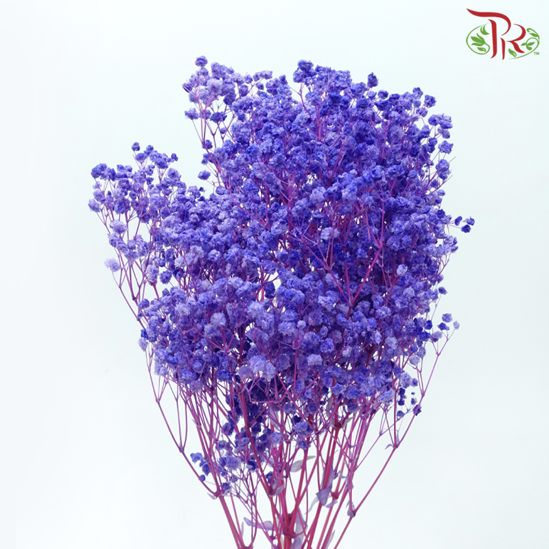 Preserved Baby's Breath