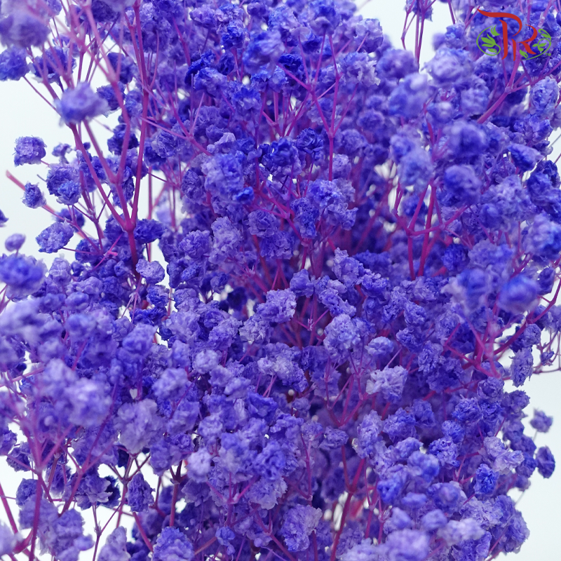 Preserved Baby's Breath