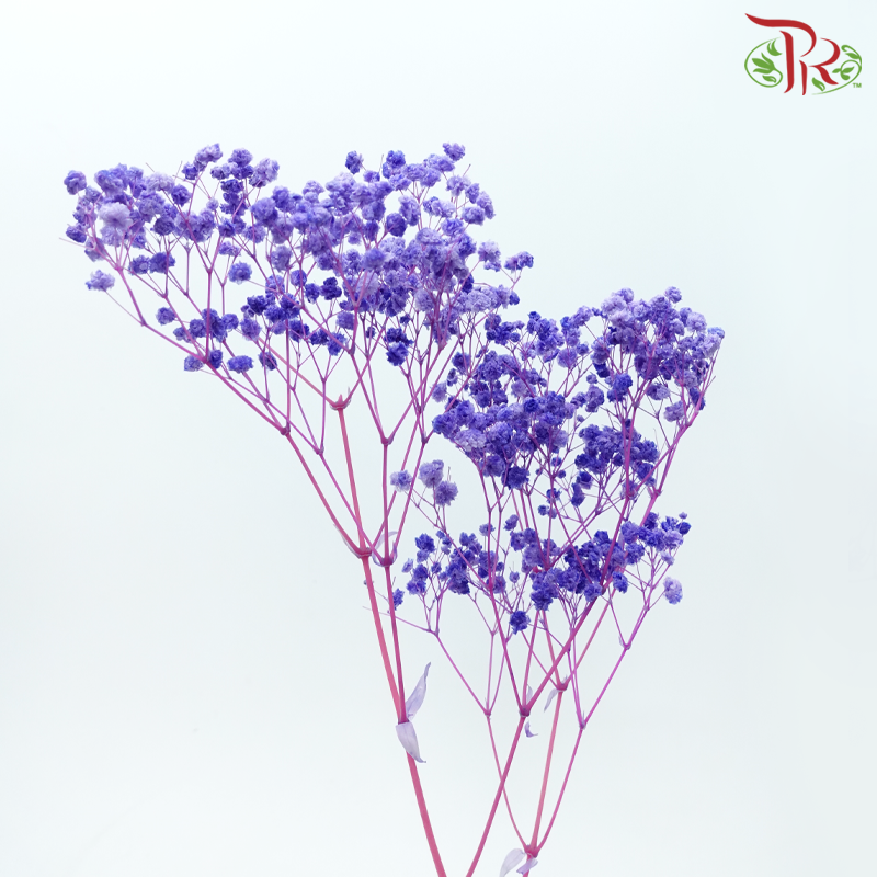 Preserved Baby's Breath