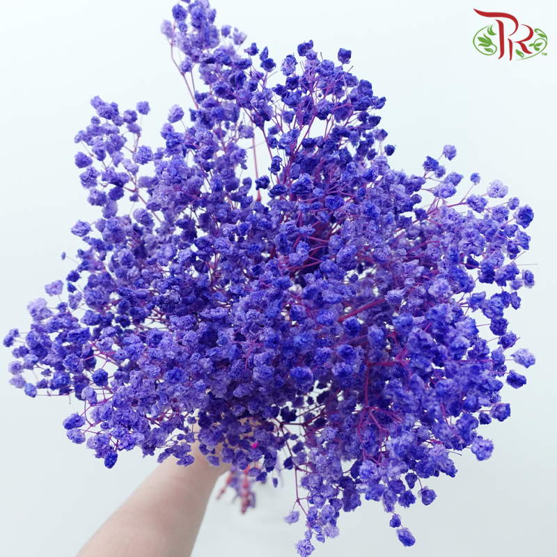 Preserved Baby's Breath