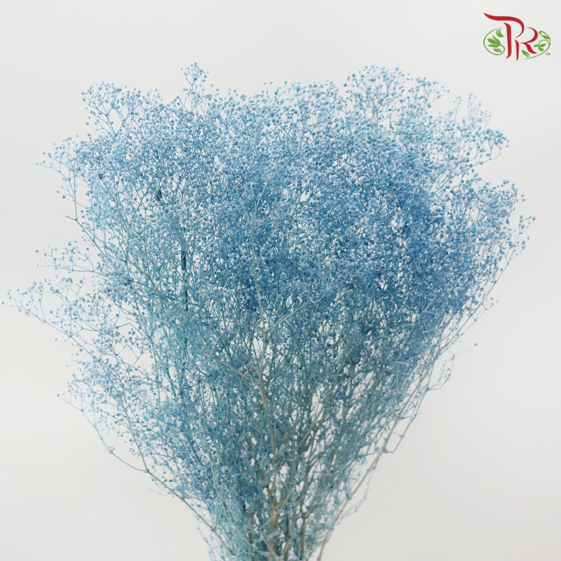 Preserved Baby's Breath Mini