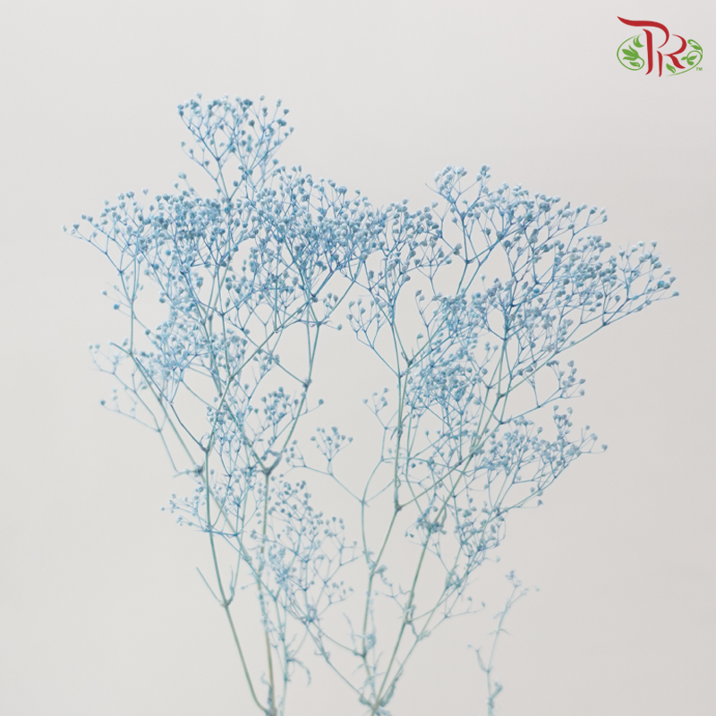 Preserved Baby's Breath Mini