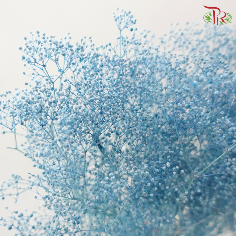 Preserved Baby's Breath Mini