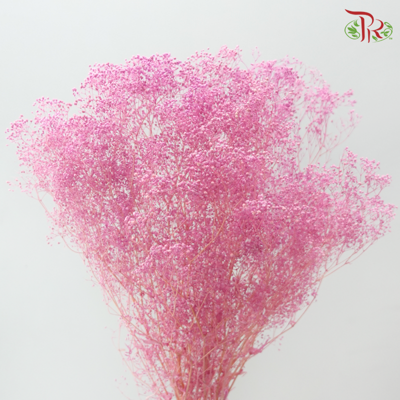 Preserved Baby's Breath Mini