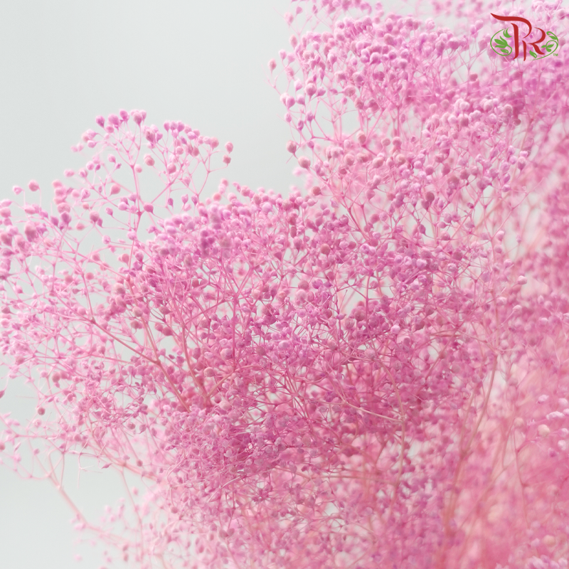 Preserved Baby's Breath Mini