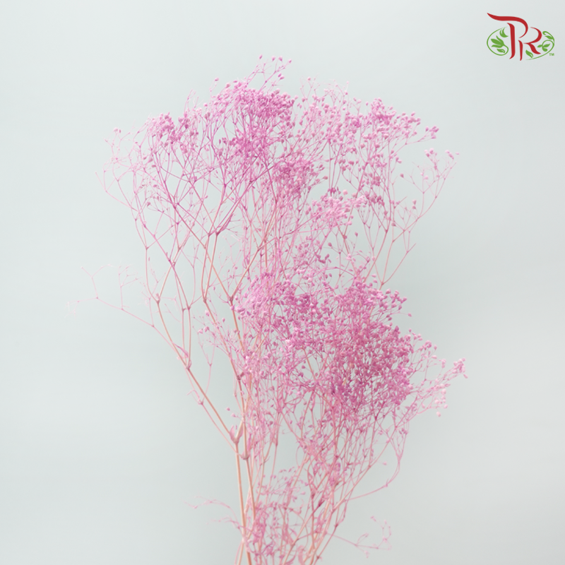 Preserved Baby's Breath Mini