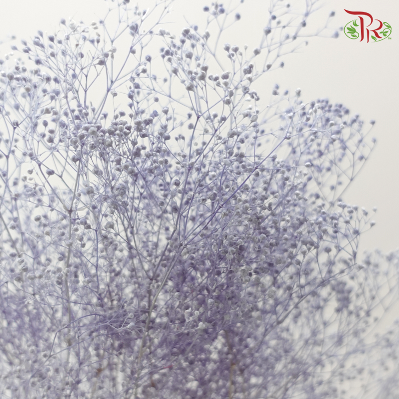 Preserved Baby's Breath Mini