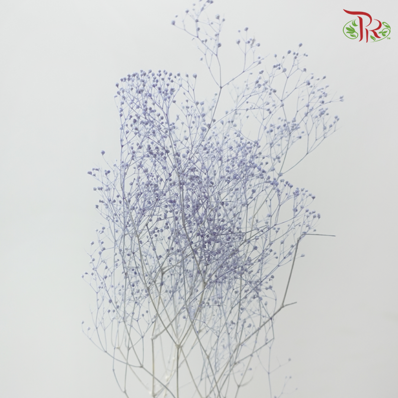 Preserved Baby's Breath Mini