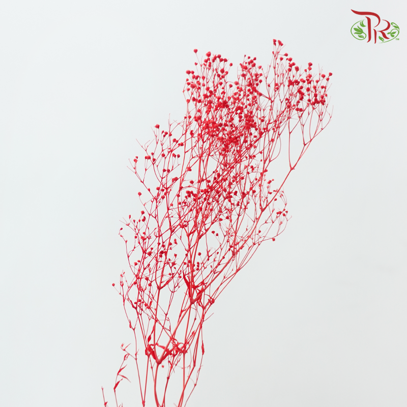 Preserved Baby's Breath Mini