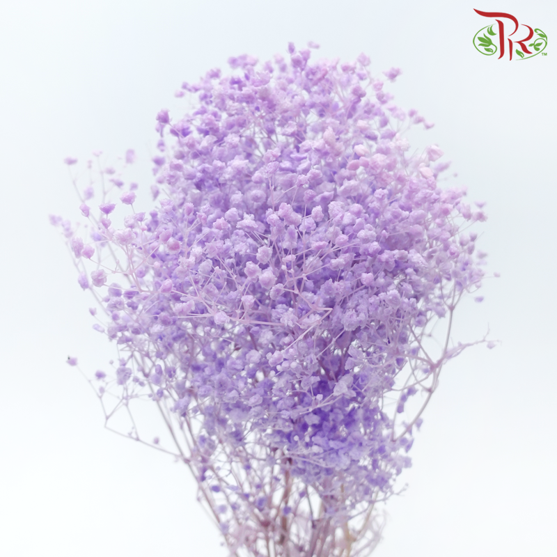 Preserved Baby's Breath