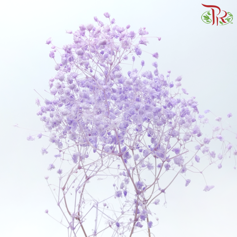 Preserved Baby's Breath
