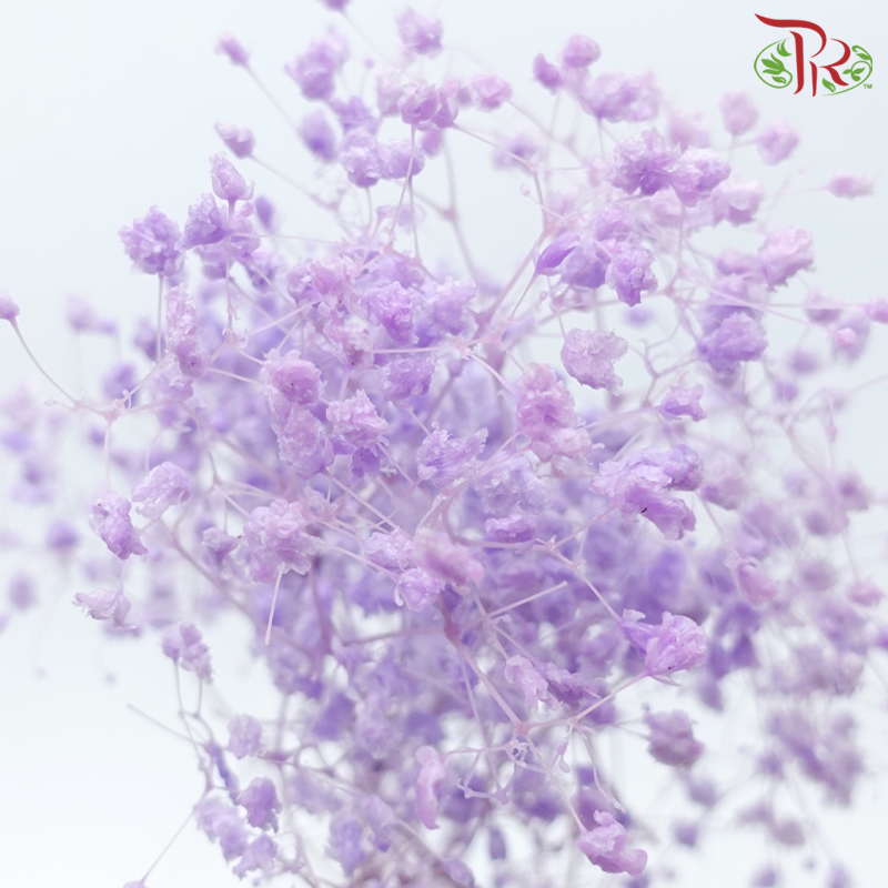 Preserved Baby's Breath