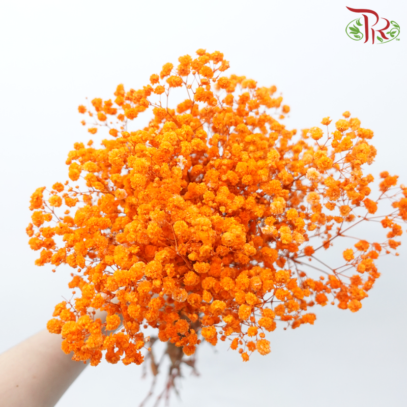 Preserved Baby's Breath