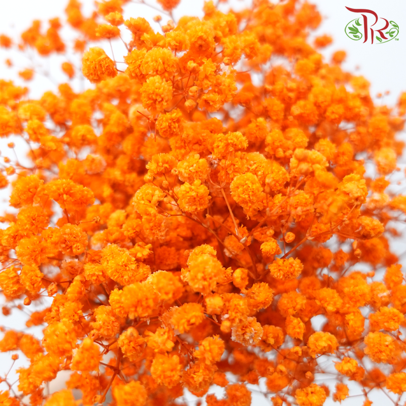 Preserved Baby's Breath