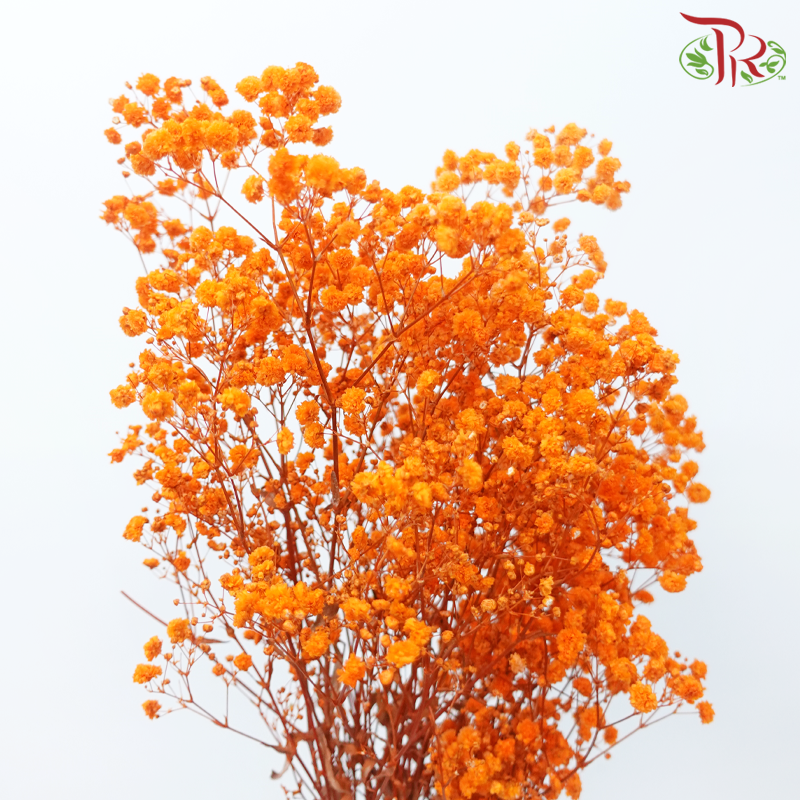 Preserved Baby's Breath