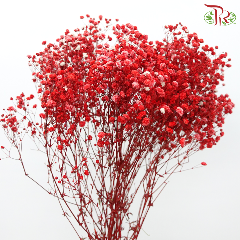 Preserved Baby's Breath