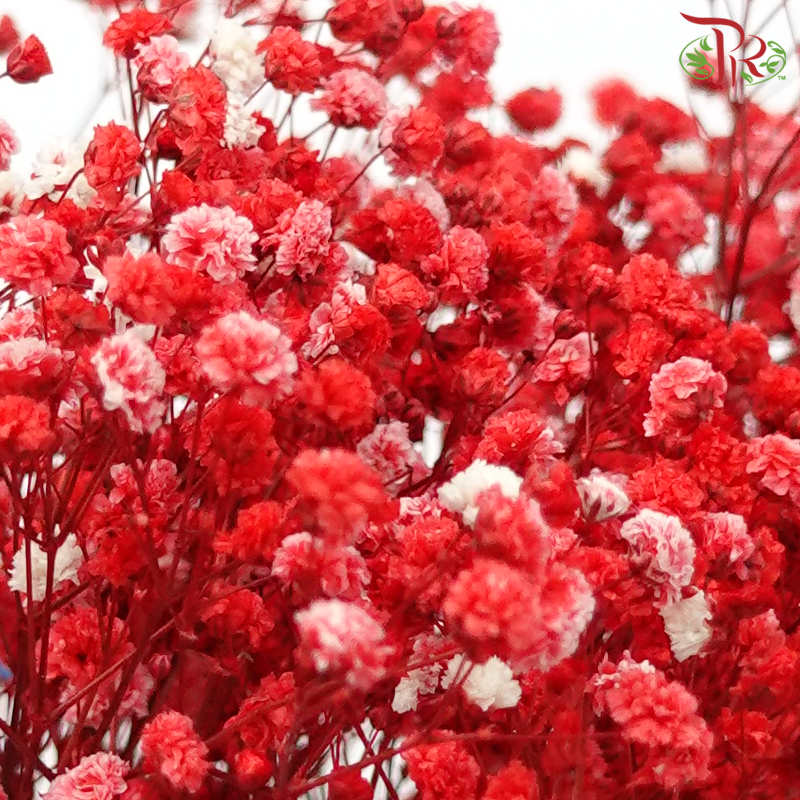 Preserved Baby's Breath