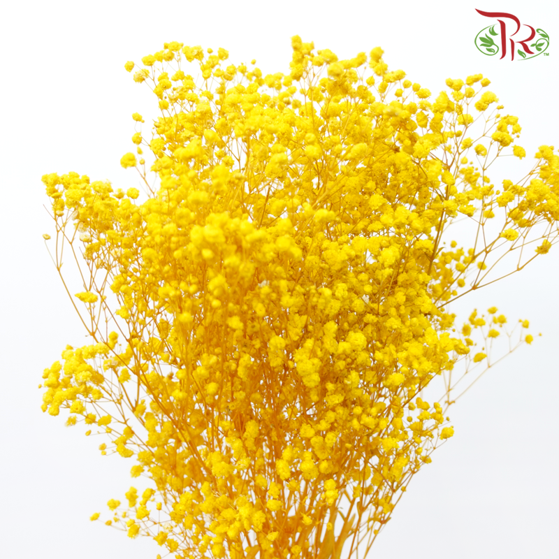 Preserved Baby's Breath