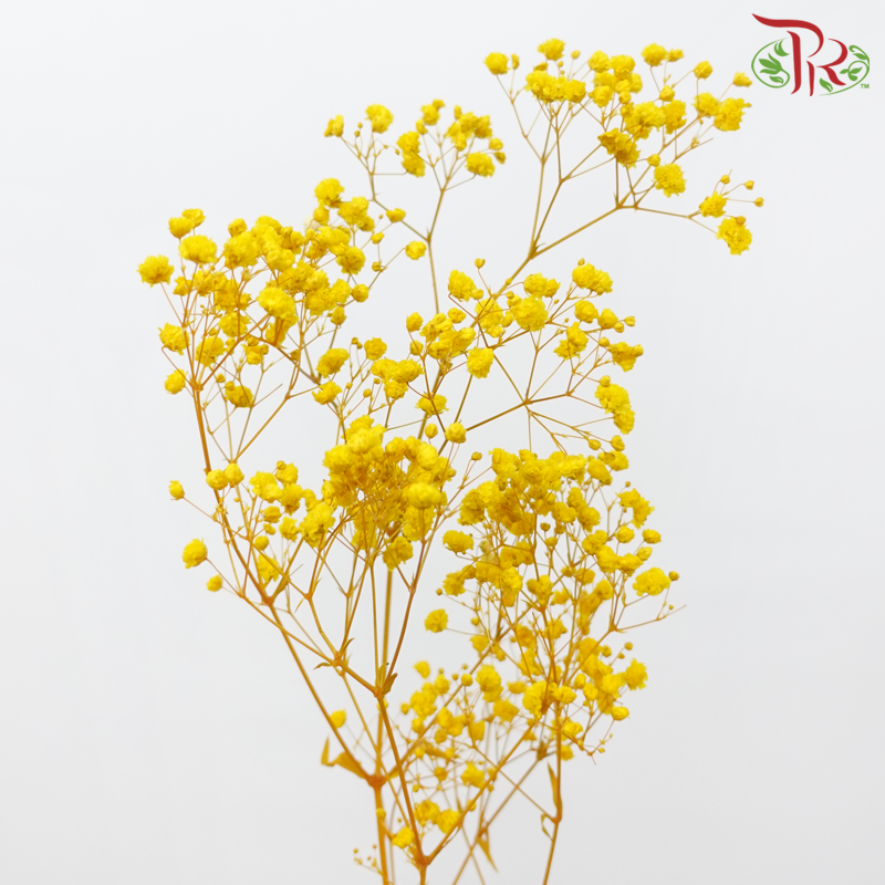 Preserved Baby's Breath