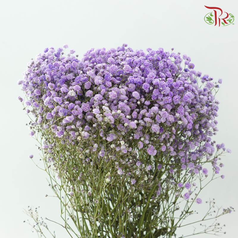 Baby's Breath Dyed 《满天星》