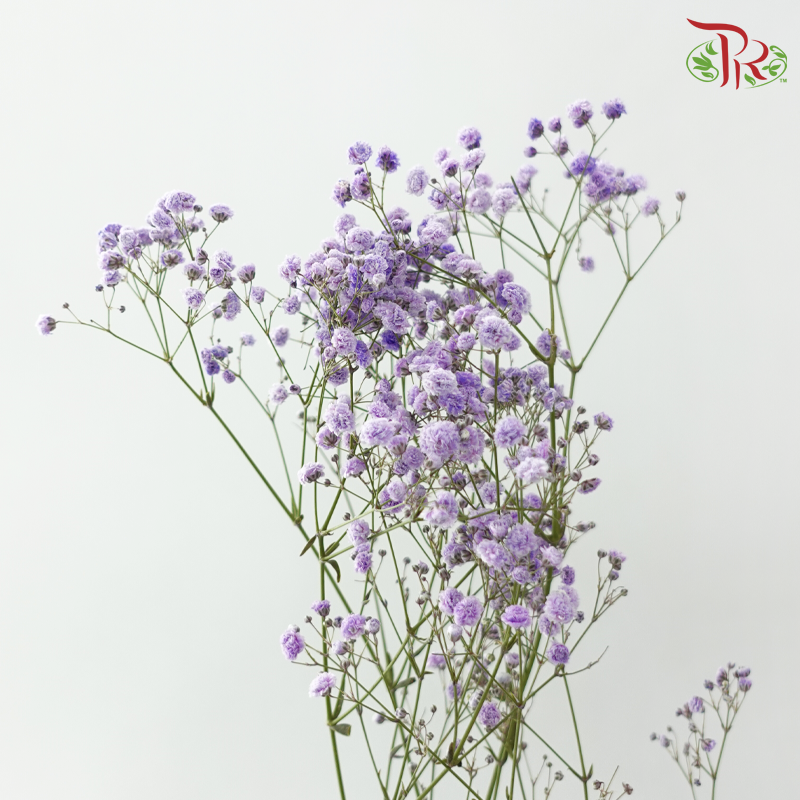 Baby's Breath Dyed 《满天星》