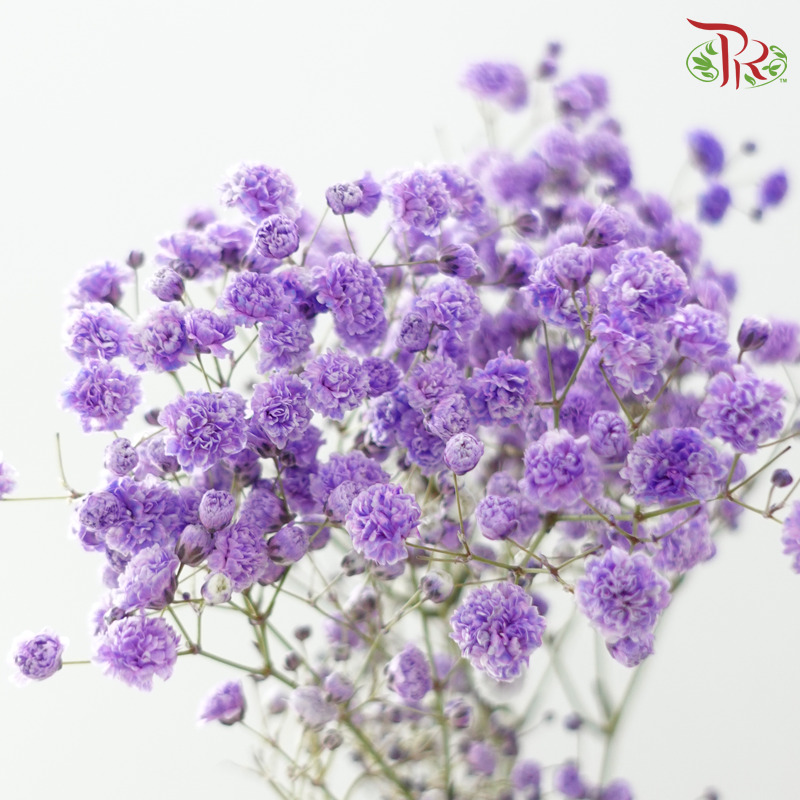 Baby's Breath Dyed 《满天星》