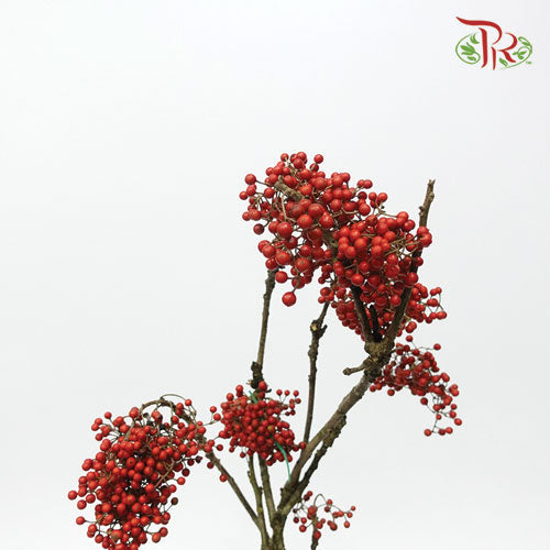 Idesia Polycarpa - (3 Stems) - Pudu Ria Florist