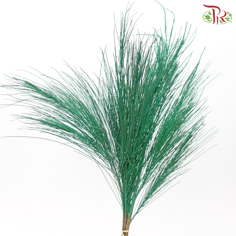 Beefwood Xmas Dyed - Green (5 Stems) - Pudu Ria Florist