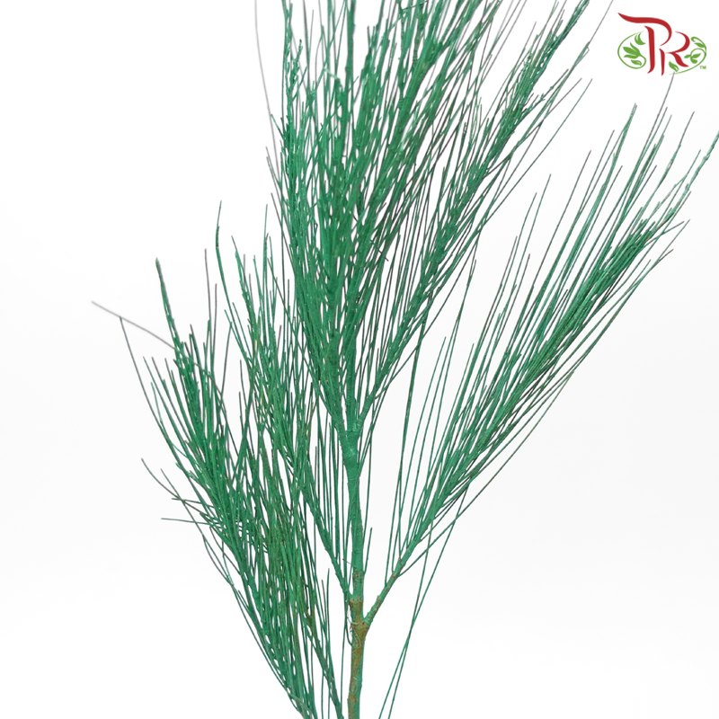 Beefwood Xmas Dyed - Green (5 Stems) - Pudu Ria Florist