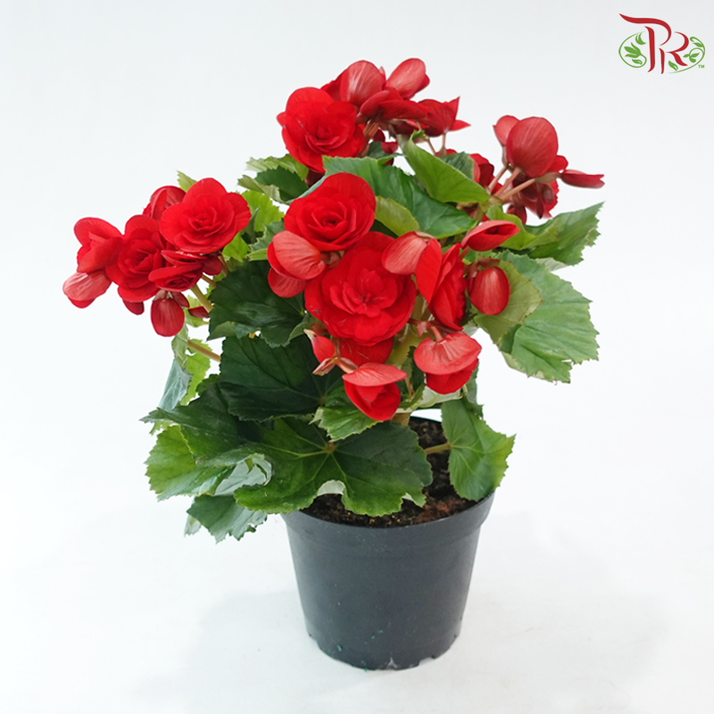 Begonia Elatior《丽格秋海棠》(Random Color)