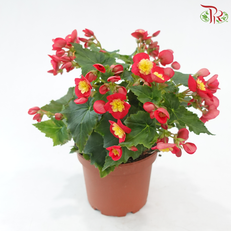 Begonia Elatior《丽格秋海棠》(Random Color)