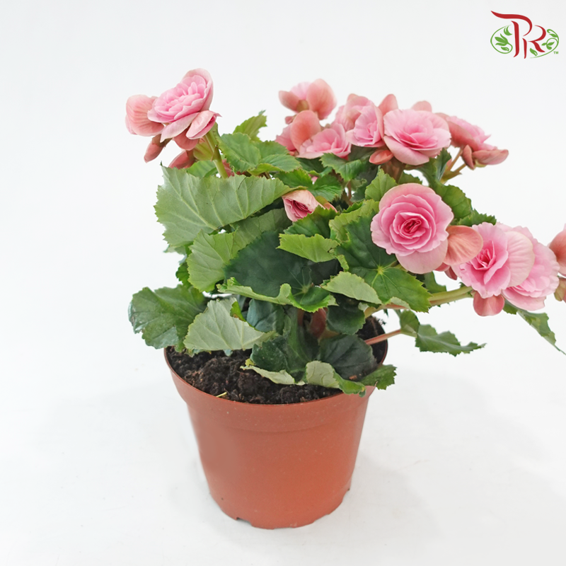 Begonia Elatior《丽格秋海棠》(Random Color)